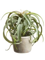 10" Faux Green Potted Tillandsia