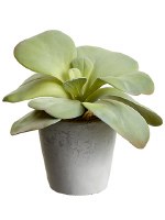 6" Faux Green Potted Kalanchoe