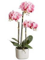 25" Faux Three Two Tone Orchids in a Terra Cotta Pot