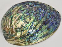 4.5" Polished Paua Shell