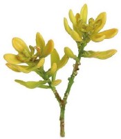 8" Faux Yellow Green Ice Plant