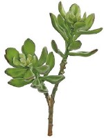 8" Faux Sage Jade Plant