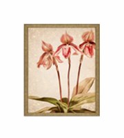 21" x 17" Three Pink Orchids Framed