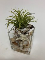 8" Faux Tilandsia With Shells In Cube Glass Vase