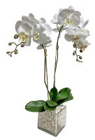 28" Faux Double White Ochid With Shells In Glass Cube