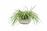 12" Faux Grass With Shells in Smokey Bowl