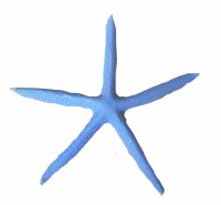 6"- 7" Blue Starfish Thin Arm