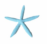 6"- 7" Green Starfish Thin Arm