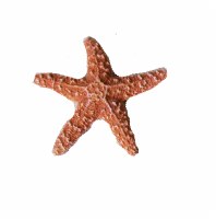 5"-6" Sugar Starfish