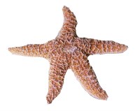7"-8" Sugar Starfish