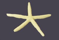 9"- 10" White Finger Starfish