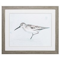 23" x 37" Sandpiper Head Up Framed Print