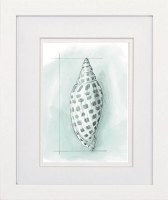 11" x 9" Light Blue Spotted Shell Framed Print Under Glass