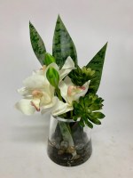 12" Faux Cream Cymbidium Succulent In Glass Vase