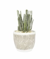 10" Pencil Succulent In Taupe Pot