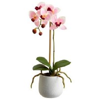 15" Faux Pink Phaleo In White Pot