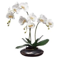 22" Faux White Phaleo In Low Black Pot