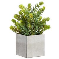 12" Faux Green and Gray Sedum in Square Pot