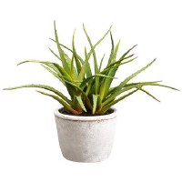 12" Faux Green Aloe In Round Pot