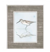 24" x 20" Gray Sandpiper Framed Print Under Glass