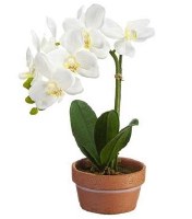 11" Faux White Phaleo Orchid Plant in Terracotta Pot