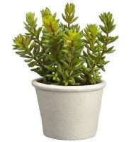 7" Faux Green and Red Stonecrop Sedum in Paper Mache Pot