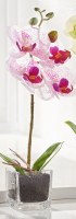 13" Faux White and Purple Mini Orchid in Square Glass Pot