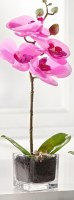 13" Faux Purple Mini Orchid in Square Glass Pot