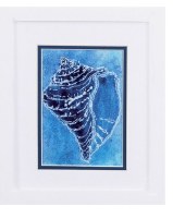 11" x 9" Dark Cerulean Conch Shell in White Frame Under Glass