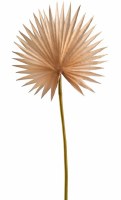 15" Faux Beige Palmetto Fan Spray