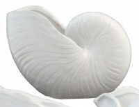 6" White Ceramic Nautilus Shell Bowl