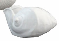 6" White Ceramic Whelk Shell Bowl