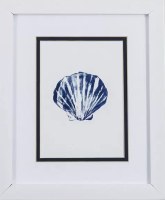 11" x 9" Navy Scallop Shell in White Frame Under Glass