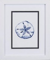 11" x 9" Navy Sand Dollar in White Frame Under Glass