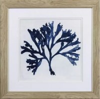 19" Square Dark Blue Fan Coral in Tan Frame Under Glass