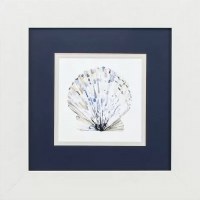 13" Square Blue Scallop Shell in White Frame Under Glass