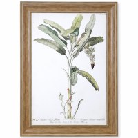 48" x 35" Banana Palm I Framed Art Print Under Glass