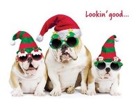 Cool Yule Bulldogs Christmas Card