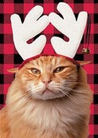 Reindeer Cat Christmas Card