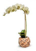 23" Faux White Orchid in a Glass Wicker Vase