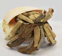 7" Driftwood Hermit Crab in a Shell