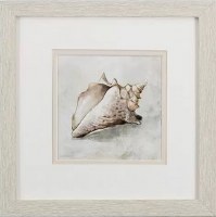 11" Square Off White Conch Shell in Tan Frame Under Glass