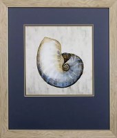 24" x 21" Blue and White Nautilus Shell in Tan Frame Under Glass