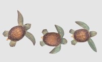 Set of 3 4" Hand Carved Brown and Green Wood Baby Sea Turtles
