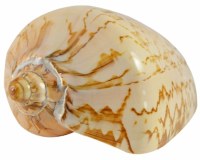 4"-5" Yellow and Brown Polished Voluta Nobilis Shell