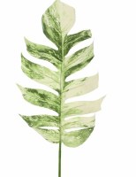 37" Faux White and Green Variegated Split Philodendron Leaf Spray