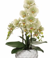 22" Faux Green Phalaenopsis Orchid Plant in White Dimpled Ceramic Pot