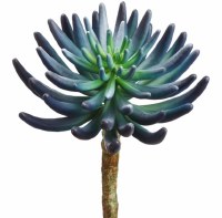 12" Faux Blue Green Aeonium Pick