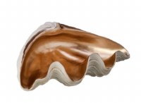 9" Champagne White Polyresin Clam