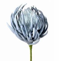 36" Faux Blue Foam Artichoke Succulent Spray